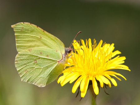 Butterfly - flowers, nature