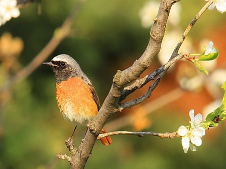 Bird - animals, birds