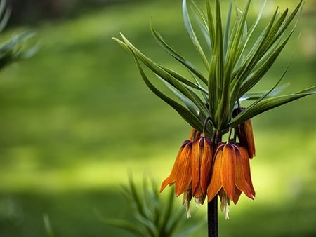 Flowers - flowers, nature