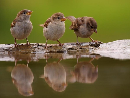 Birds - animals, birds