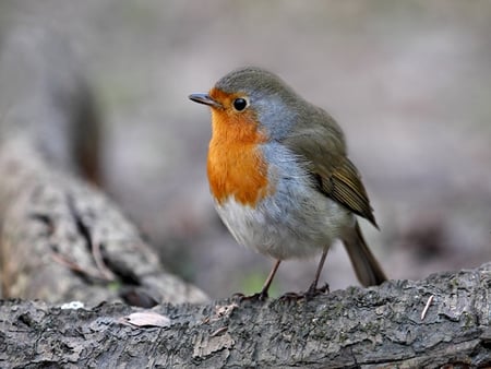 Bird - animals, birds