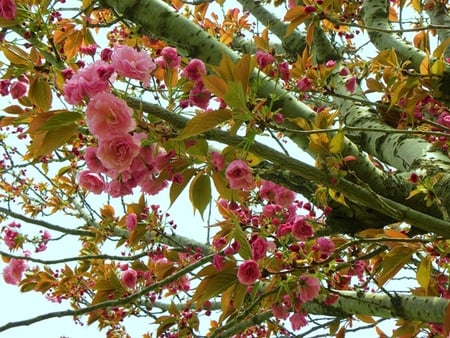 Blossom tree - trees, nature