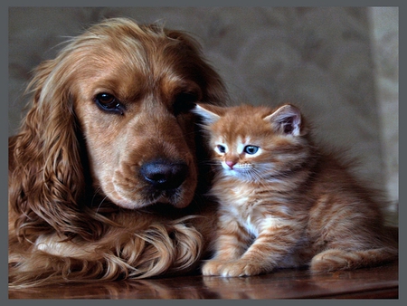 Dog and cat