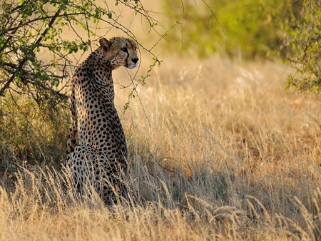 Cheetah - cheetahs, animals