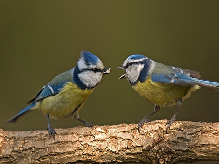 Dispute between two little birds - animals, birds