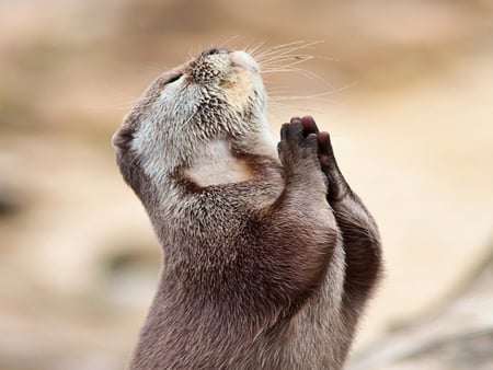 Prayer - mongoose, animals