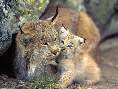 Mama and cub - cats, animals