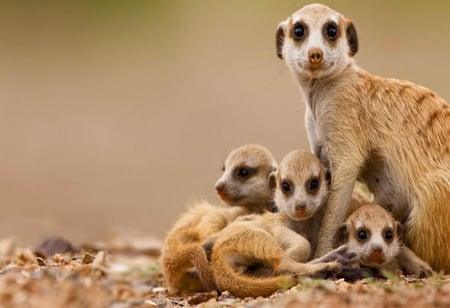 Mongooses - mongooses, animals