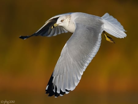 Flying bird - animals, birds