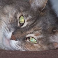 A BEAUTIFUL CLOSEUP OF A GREY CATS FACE 