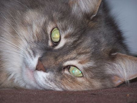 A BEAUTIFUL CLOSEUP OF A GREY CATS FACE 