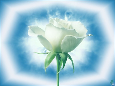 The White Rose - glow, rose, white, flower