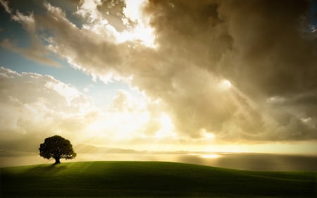 LIGHT... - light, tree, green, sky