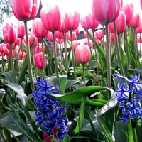 Tulips of Mount Vernon