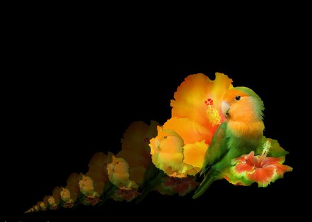 Petals and parrot  - green yellow, abstract reflection, parrot, flower, petals