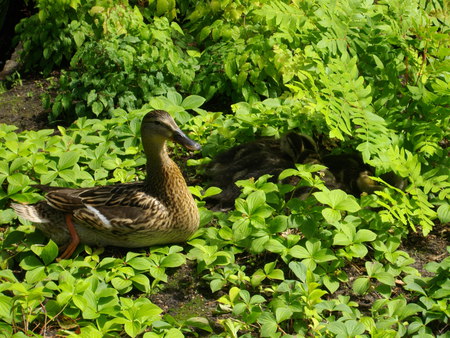 ducks - bushes, birds, ducks