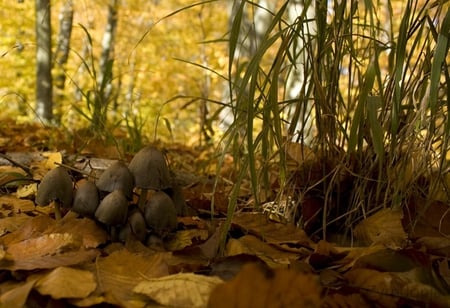 Mushrooms - nature, mushrooms