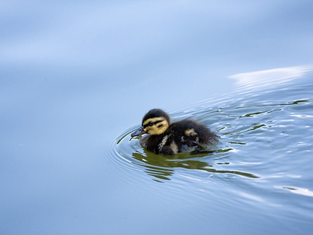 Ducky - ducks, animals