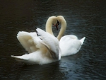 Pare of swans