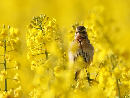 Bird - birds, animals