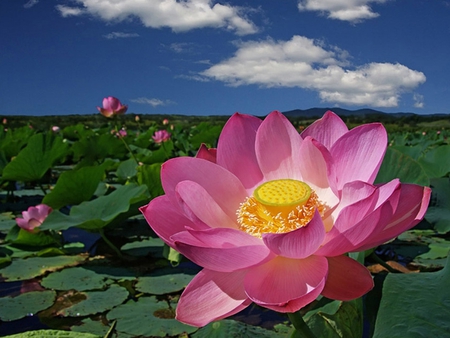 Flower - flowers, nature