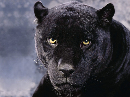 MAJESTIC WILDCAT VERY PROUD GORGEOUS EYES - proud, black, beautiful, majestic, sly, cat