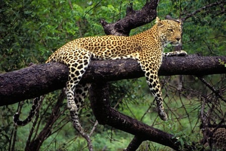 Loungin' - big cats, leopard