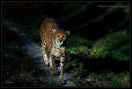 Cheetah Path - cheetah, big cats