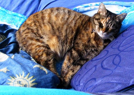 Erica, lady of leisure! - tabby, cushions, blue, cats