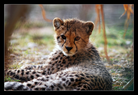 Chillin' Cheetah - big cats, cheetah