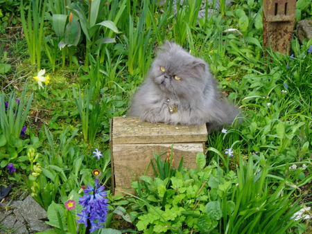 Blossom in our garden. - flowers, frogbox, wood, cat