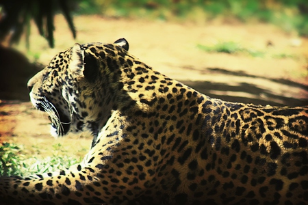 Leopard - cheetah, leopard, wild, jungle