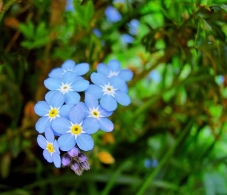 Blue - flowers, zavaidoc, nature, blue, green