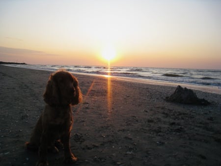 The dream of the spaniel - beach, dog, spaniel, sunrise, sea