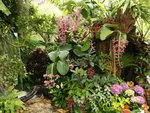 tropical garden