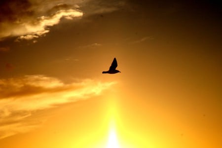 le pigeon de la paix - pigeon, peace, light, sun