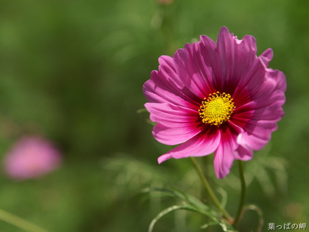 violet flower - leaves, green, violet, flower