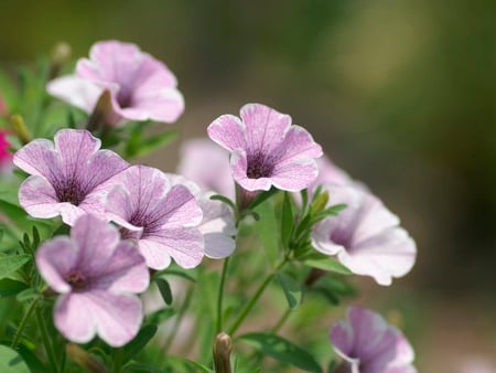 violet flowers - green, flowers, violet, flower