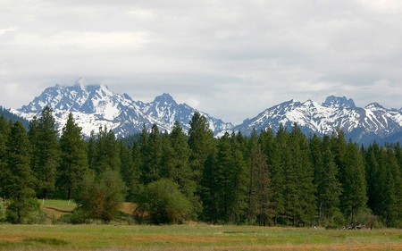 pure nature - nature, forest, trees, pure