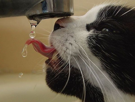 Drinking some water - animals, cats