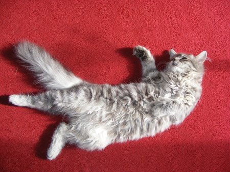 cute and lazy cat! - cute, fluffly, adorable, cat