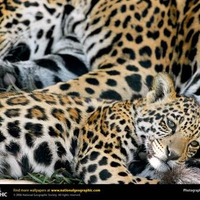 Jaguar Mom and Baby