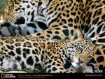 Jaguar Mom and Baby