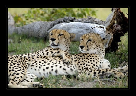 Cheetah Mates - big cats, cheetah