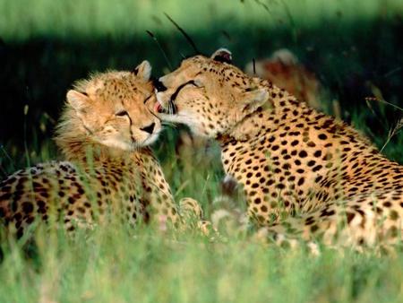 Cheetah Grooming its Mate - big cats, cheetahs, cheetah