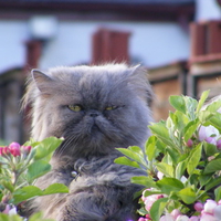 cat blossom in the apple blossom!