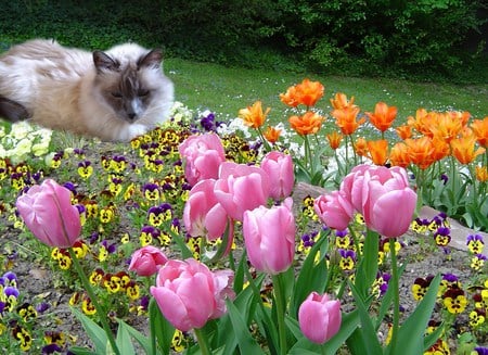 Puss and blooms - pink, flowers, cat, orange, lying, siamese, grass