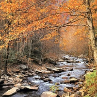 autumn stream