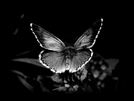 Butterfly - butterfly, animal, dark, bacl and white