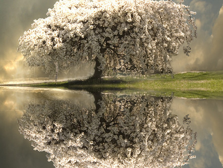 Glory Of Spring - nature, reflection, water, tree, glory, spring